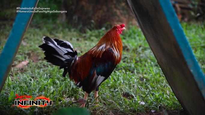 Molting Llamado Tips ni Dr. Irene Adriano para sa Protektado ka sa Supremo hatid ng Supremo Infinity August 10, 2024